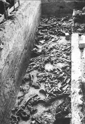 Dolni Vestonice bones