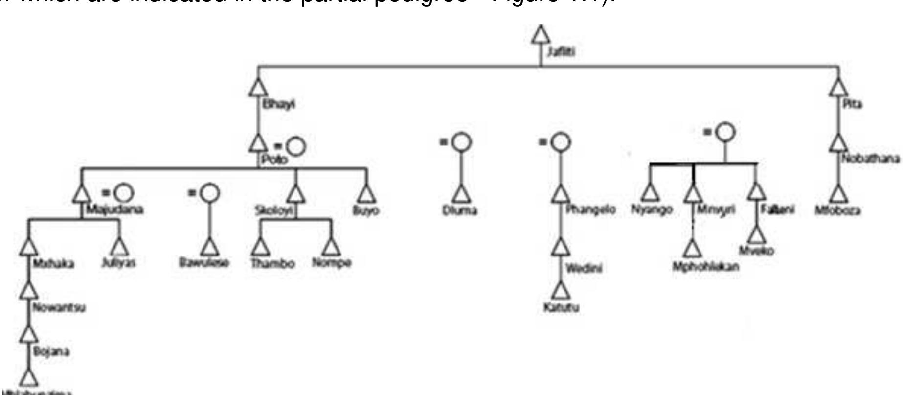 Mhlabunzima Mxhaka, by Janet Kalis, as part of her research (Kalis, 2009; personal communication). Two 