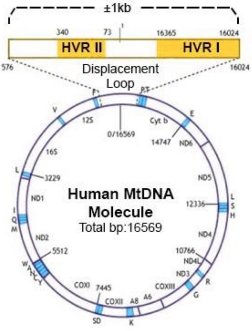 -igure 1.4. Schematic overview of the mitochondrial DNA molecule. HVRI & HVRII as situated in  mitochondrial coding genes. Numbers indicate positions of DNA base pairs. Adapted from the  1.3.2 mtDNA phylogeographic variation and inferring matrilines 