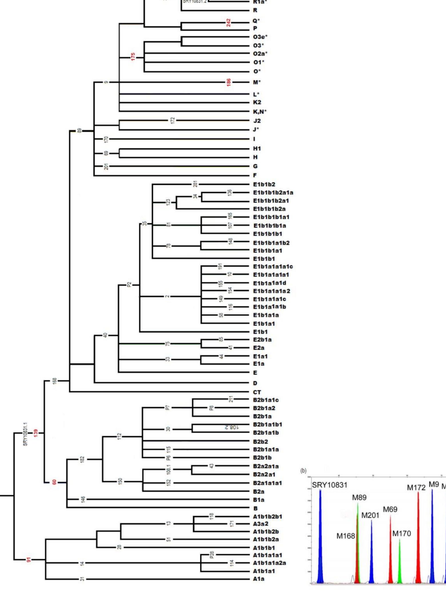 Figure 2.4 (a) The Y chromosome SNP phylogeny with topology adapted from Karafet et al., (2008) and nomenclature based on the ISOGG Y-DNA Haplogroup Tree (2016), illustrating the Y haplogroups which are designated by specife SNP markers screened for using the SNaPshot™ SBE method, as well as the multiplex Il assay. Newer branches of haplogroup A (AO and AOO), more recently defined by ISOGG (2015) have not been indicated on the phylogeny (b) An electropherogram showing the relative peak height, position and colour of peaks illustrating the derived states of the Y-STR markers  screened for when using the YSNP1 SBE marker panel 22  and nomenclature based on the ISOGG Y-DNA Haplogroup Tree (2016), illustrating the Y haplogroups  with modifications on methods established by Naidoo et al., (2010). PCRs were conducted using GeneAmp® PCR System 9700 Thermal Cyclers (Life Technologies). 