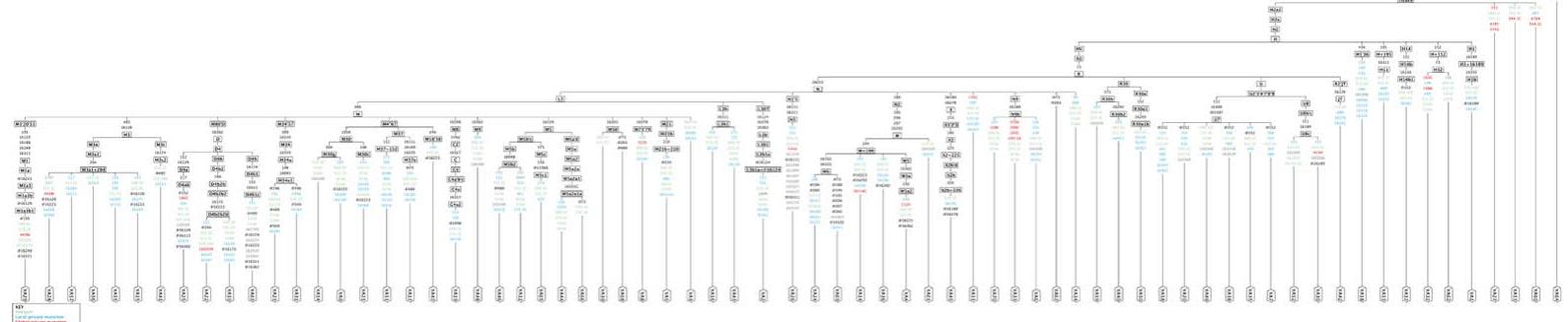 Fig. 1. Phylogenetic tree of haplogroups including all related polymorphisms relative to the rCRS for Yadav population.  2.3. Sequencing 