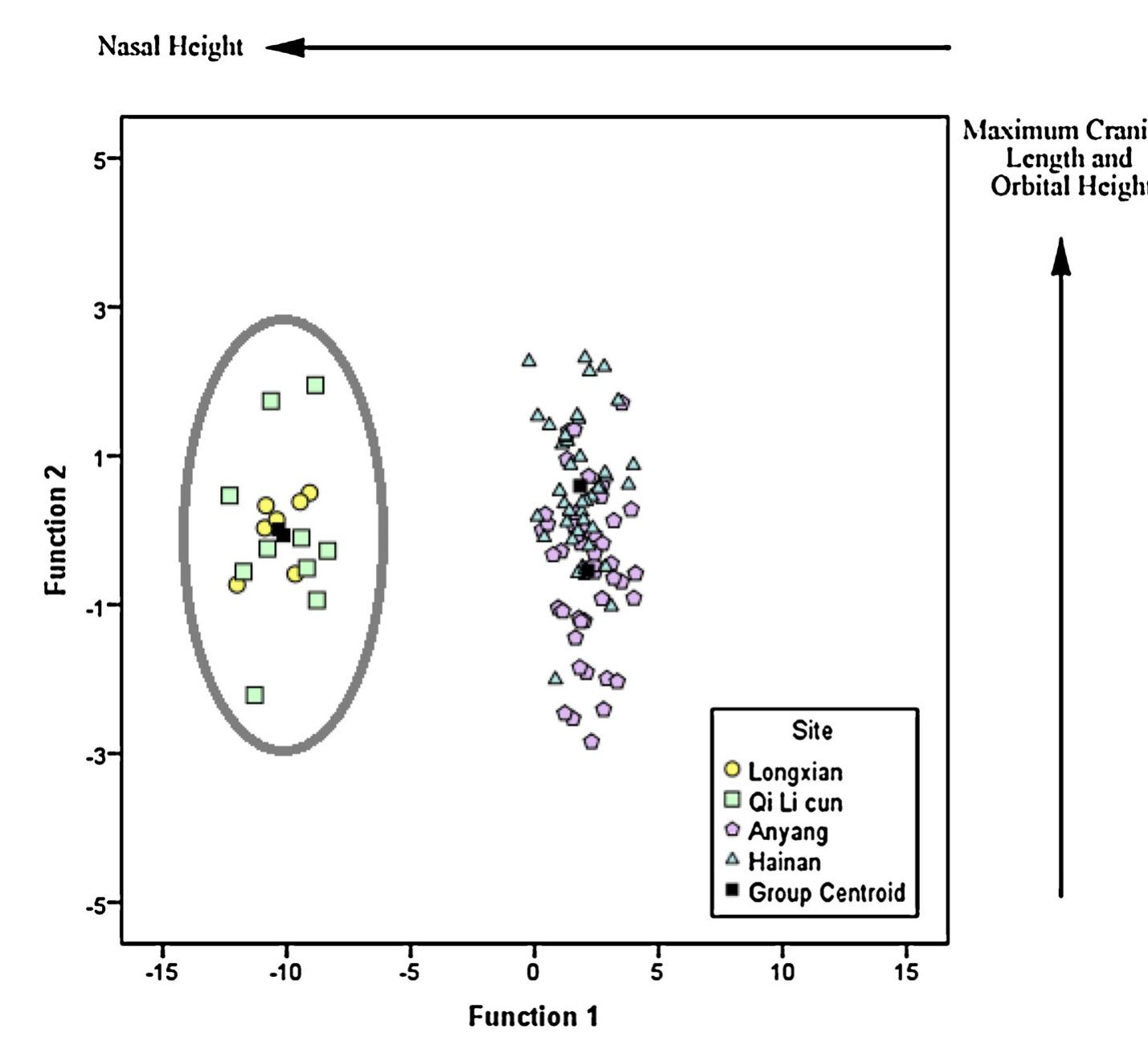 V.E. Gibbon et al. / HOMO - Journal of Comparative Human Biology 67 (2016) 369-383  Fig. 6. Male canonical discriminant function analysis showing clustering of Longxian and Qi Li Cun (ellipse) separate from the Anyang and Hainan Chinese samples. 