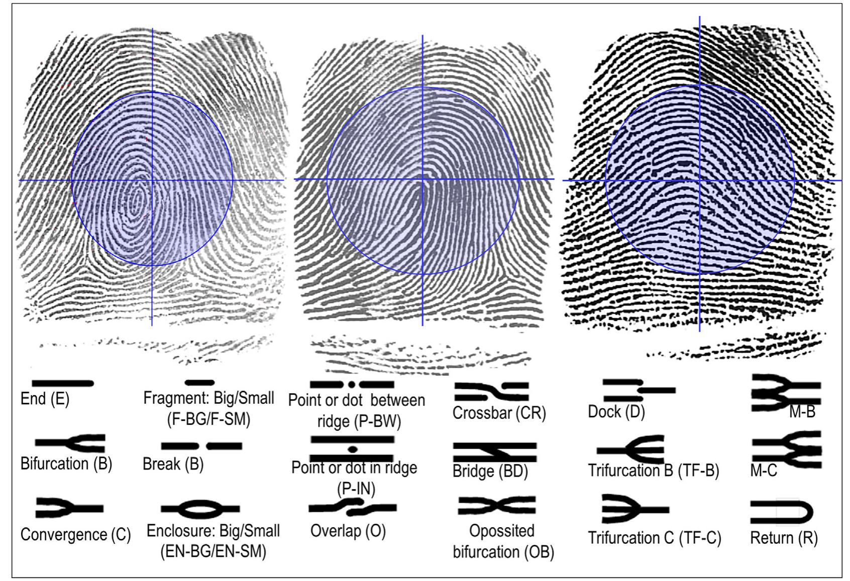 Fig. 1. Ridge count areas (inside and outside circle) for each pattern type and types of the minutiae used in this study. 