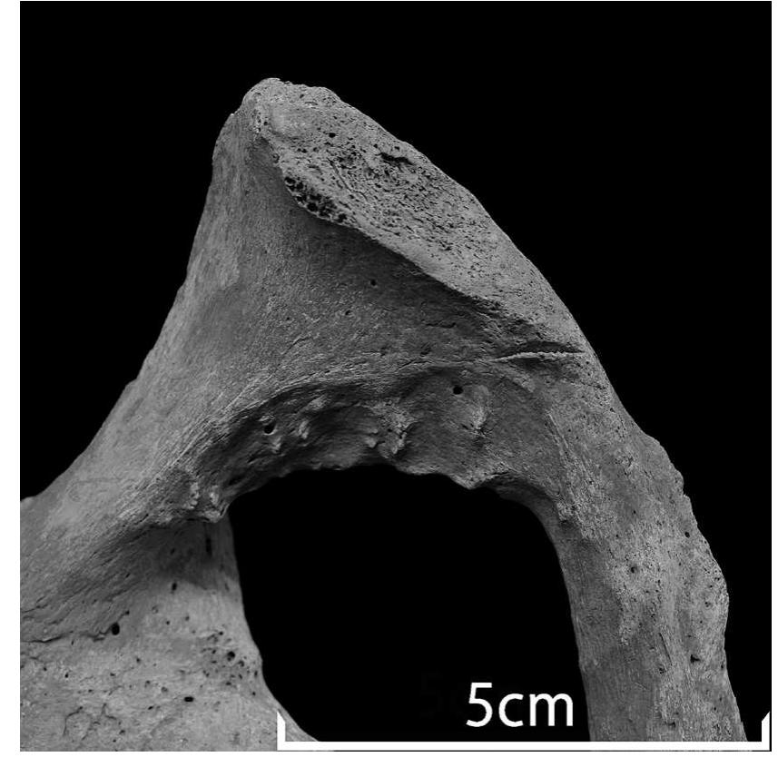 Fig. 5. Posterior view of the left innominate bone. 