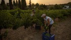 Healthy soil is the hidden ingredient — here’s how I’m fighting to save it