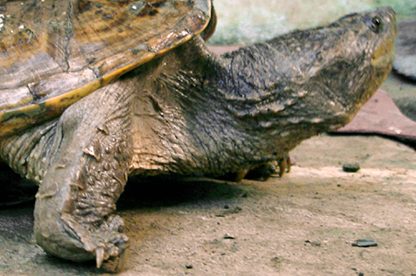 Chelydra serpentina acutirostris - Equadorian snapping turtle