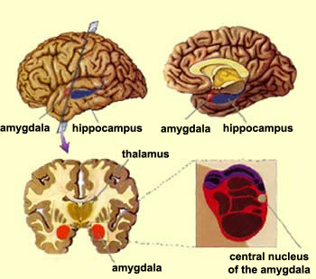 ___location of the amygdala within the brain