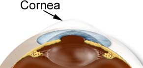 cornea