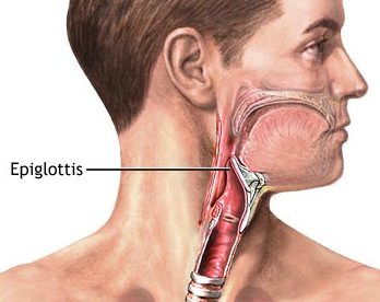 epiglottis