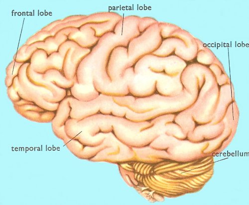 human brain, lateral view