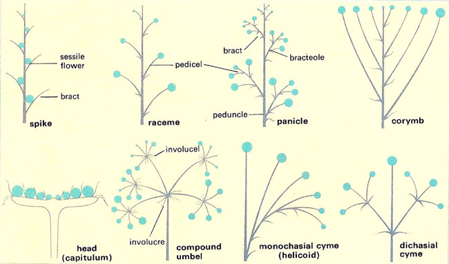 types of inflorescence