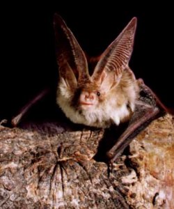 long-eared bat