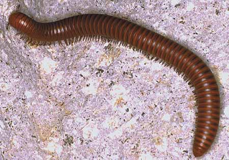 Orthoporus ornatus