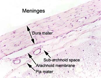 meninges
