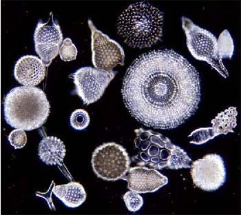 radiolarian