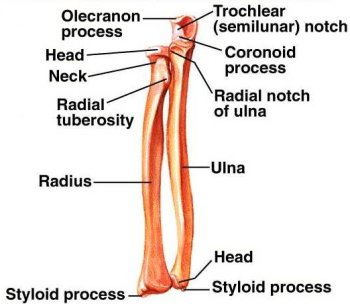 radius and ulna