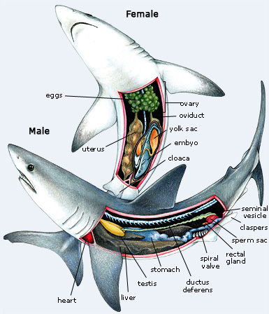 shark anatomy