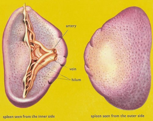 spleen, side views