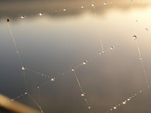 unduloid droplets on a spider's web