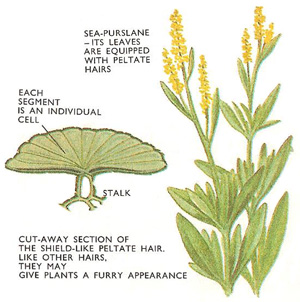 peltate hair