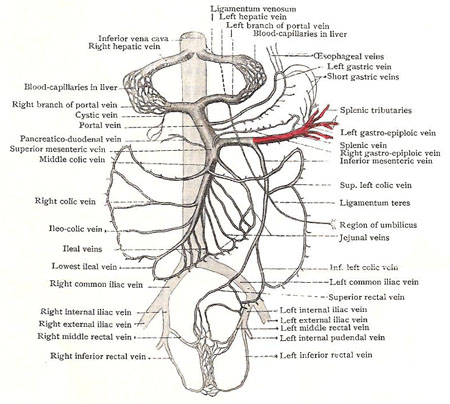 The splenic vein and its tributaries are shown in
red in this schema of the portal system of veins