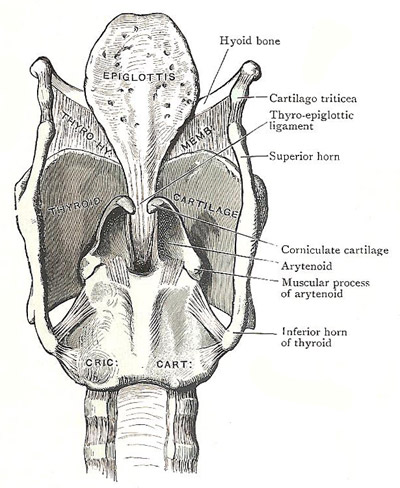 Posterior aspect of cartilages and
ligaments of the laryn