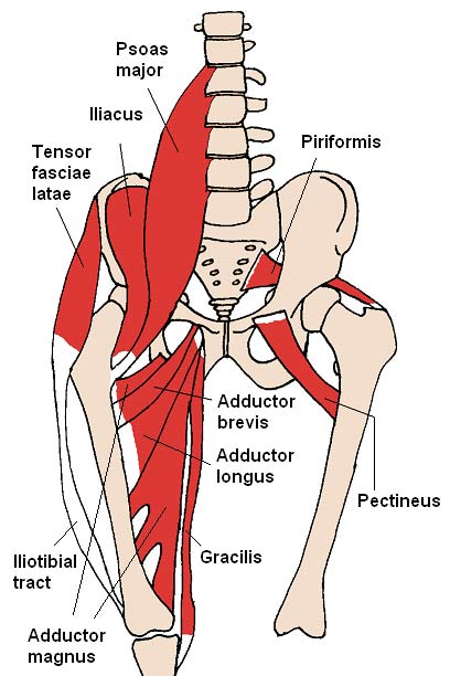 The iliacus and nearby muscles.