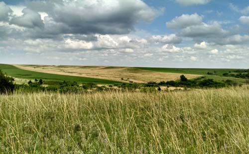 Grassland