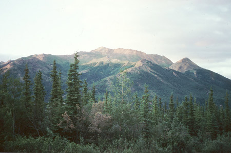 taiga