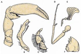 modified arthropod limbs