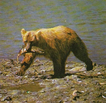 brown bear