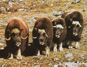 Musk oxen