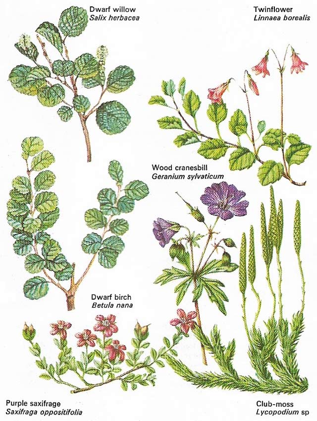 Plants found on the tundra
