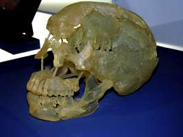Le Moustier skull