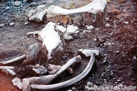 mastodon leg bone