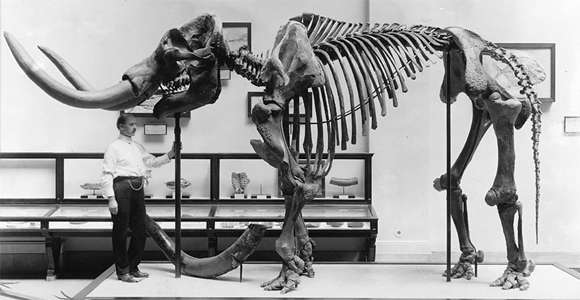 mastodon skeleton