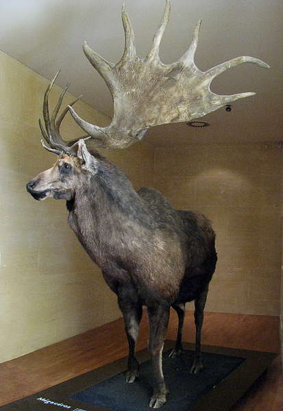 megaloceros