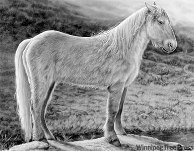 horse 