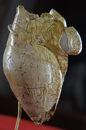 Poire venus