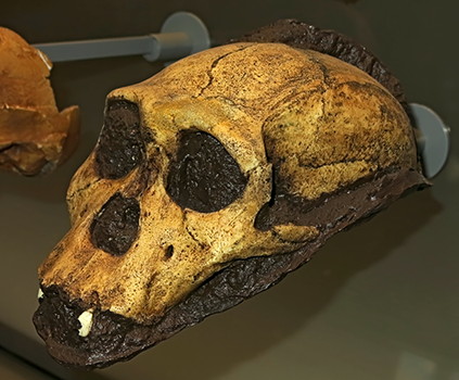 sediba