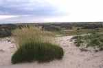 Flowering spinifex