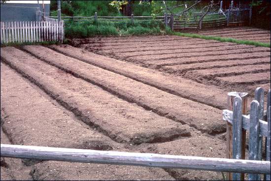 Potato Beds Ready for Seeding Potato Beds Ready for Seeding