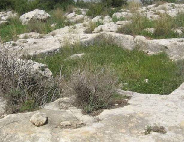 גת בעלת שרידי רצפת פסיפס